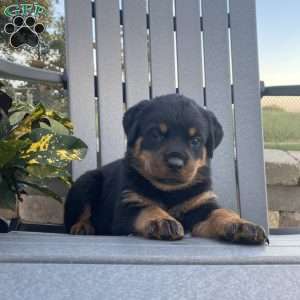 Willow, Rottweiler Puppy