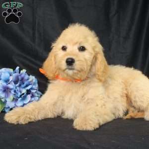 Dewdrop, Golden Cavadoodle Puppy