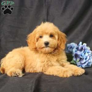 Dana, Golden Cavadoodle Puppy