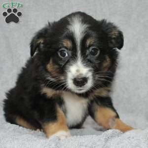 Becka, Miniature Australian Shepherd Puppy