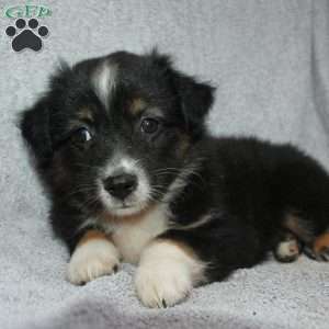 Bouncer, Miniature Australian Shepherd Puppy