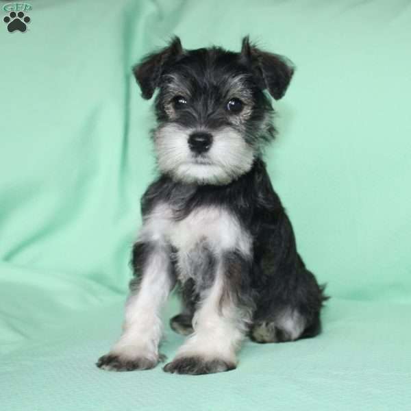 Sheila, Miniature Schnauzer Puppy