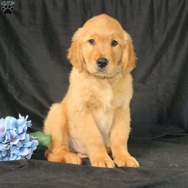 Bradley, Miniature Golden Retriever Puppy