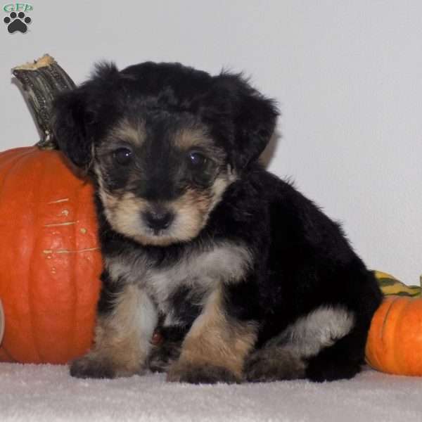 Marlee, Yorkie Poo Puppy