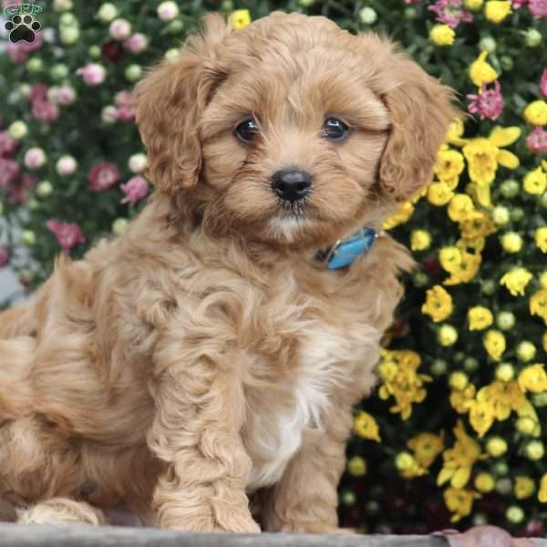 Andy, Cavapoo Puppy