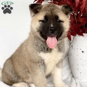 Caver, Akita Puppy