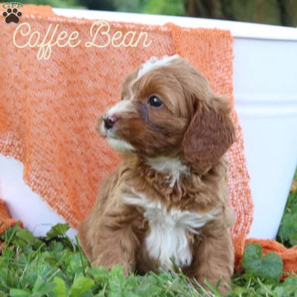 Coffee Bean, Cavapoo Puppy