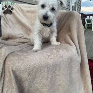 Wally, Westie Mix Puppy