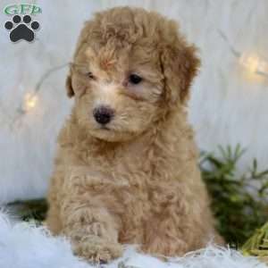 Reba, Mini Goldendoodle Puppy