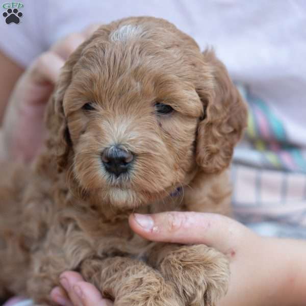 Cocoa, Mini Goldendoodle Puppy