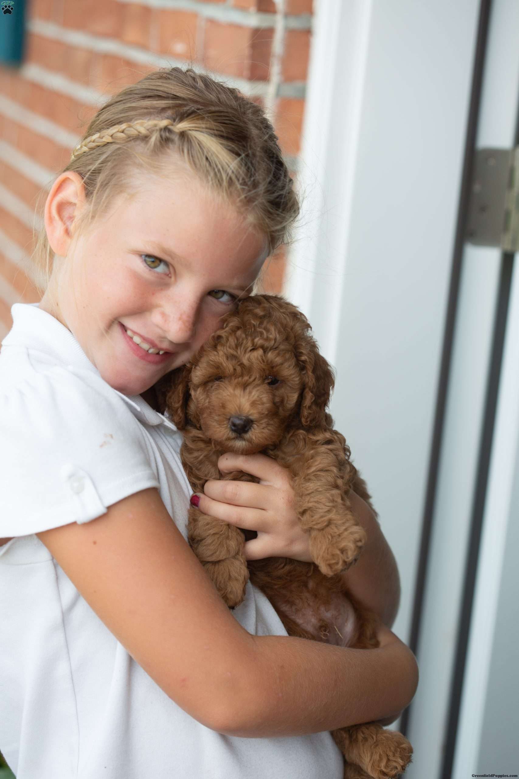 Cinnamon Mini Goldendoodle Puppy For Sale in Pennsylvania