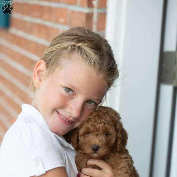 Cinnamon, Mini Goldendoodle Puppy