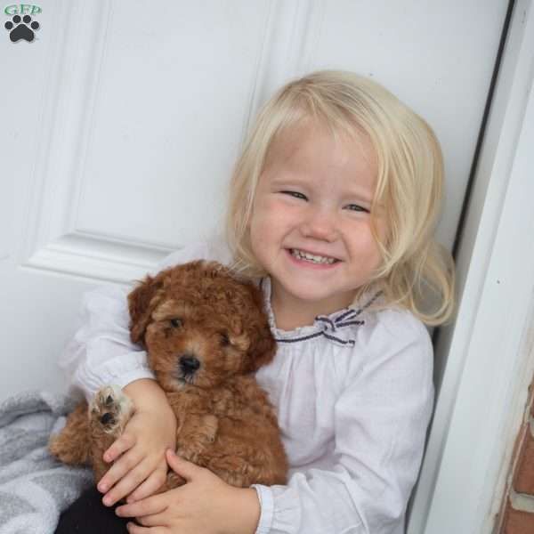 Ralph, Mini Goldendoodle Puppy