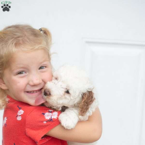 Marshmallow, Mini Goldendoodle Puppy