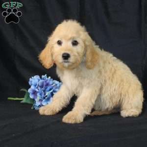 Dewdrop, Golden Cavadoodle Puppy