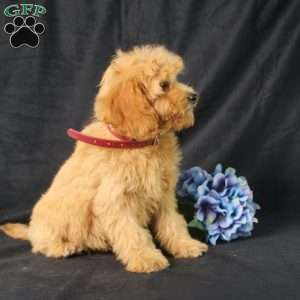 Dana, Golden Cavadoodle Puppy