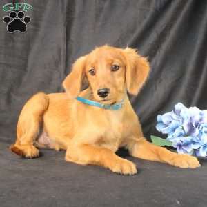 Jeffrey, Miniature Golden Retriever Puppy