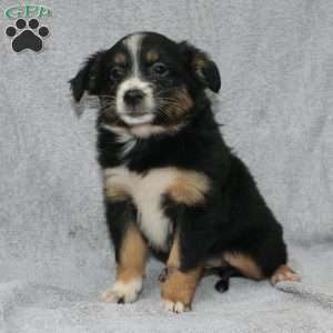 Becka, Miniature Australian Shepherd Puppy