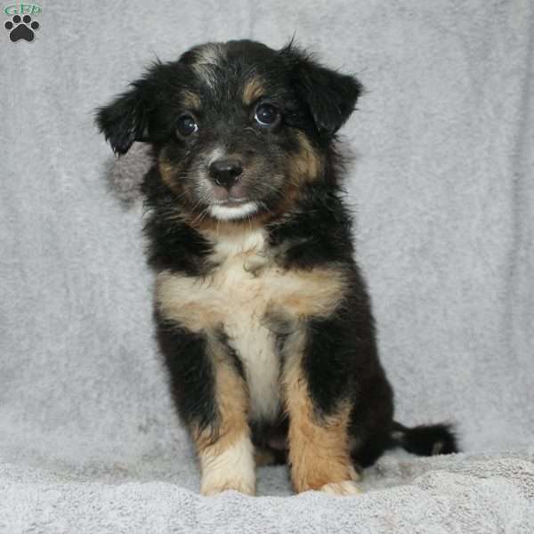 Bonnie, Miniature Australian Shepherd Puppy