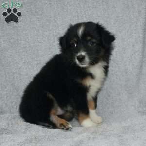 Bouncer, Miniature Australian Shepherd Puppy