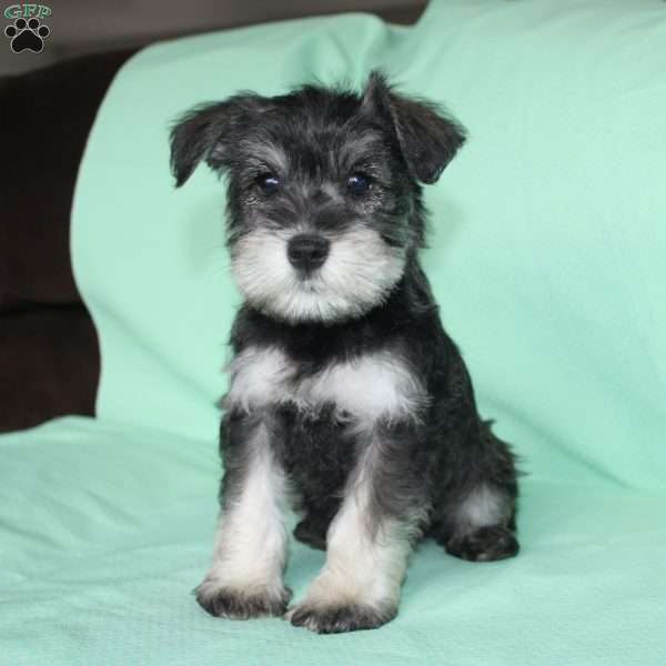 Stanley, Miniature Schnauzer Puppy