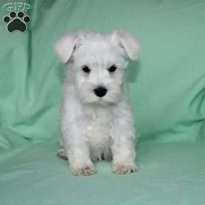 Stacy, Miniature Schnauzer Puppy