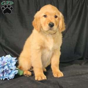 Bradley, Miniature Golden Retriever Puppy