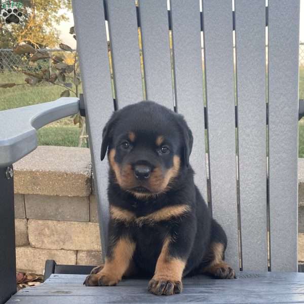 Rocket, Rottweiler Puppy