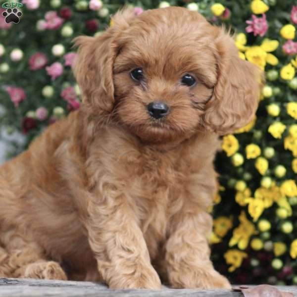 Alissa, Cavapoo Puppy