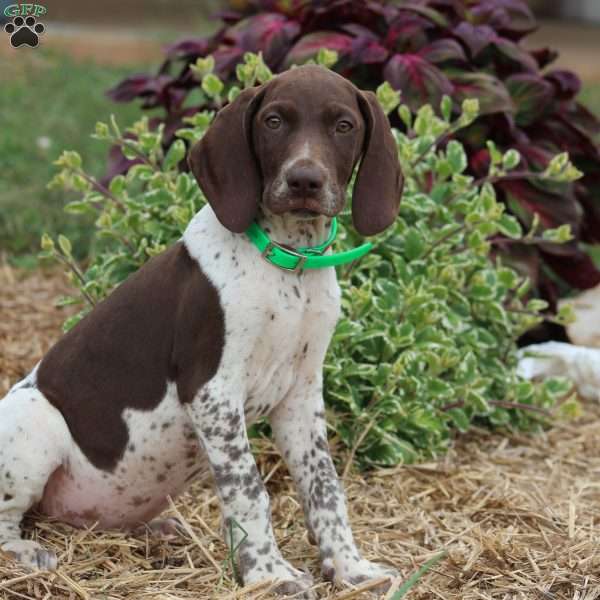 Monty, German Shorthaired Pointer Puppy