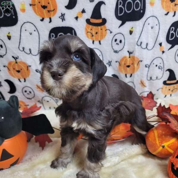 Guy, Miniature Schnauzer Puppy