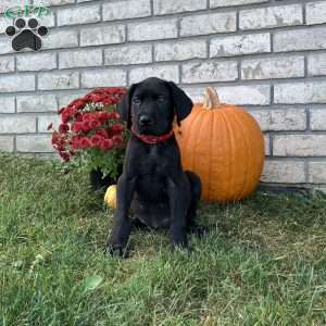 Midnight, Great Dane Puppy