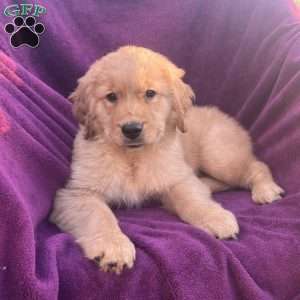 Ralph, Golden Retriever Puppy