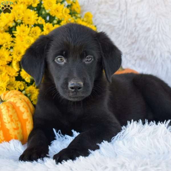 Macy, Golden Shepherd Puppy