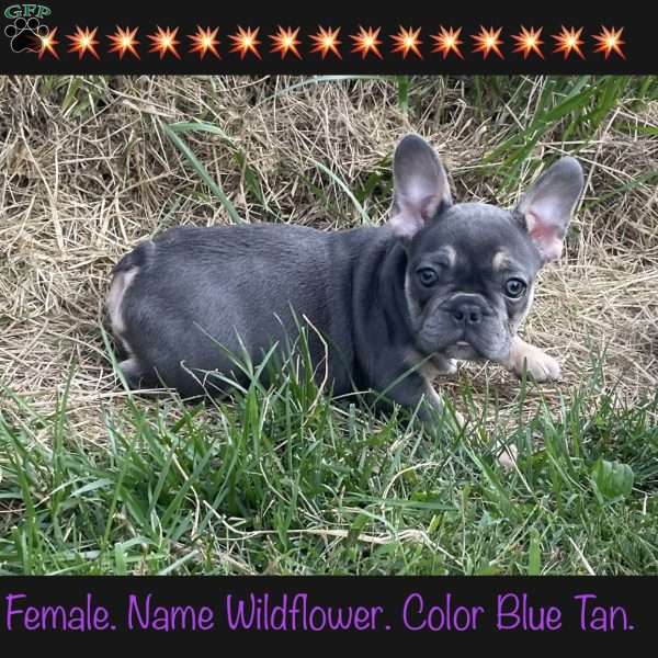 Wildflower, French Bulldog Puppy