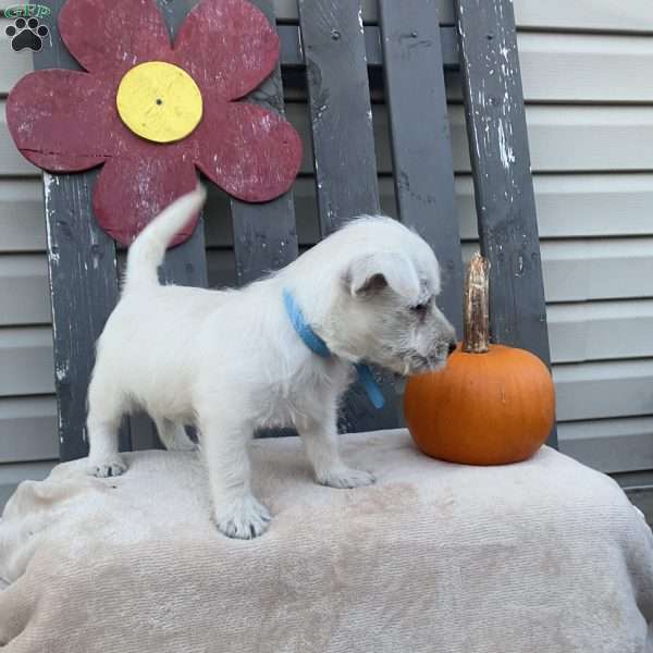 Tanner, West Highland Terrier Puppy