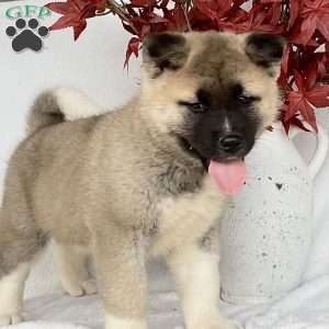 Caver, Akita Puppy