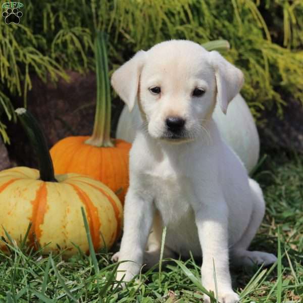 Amy, Yellow Labrador Retriever Puppy