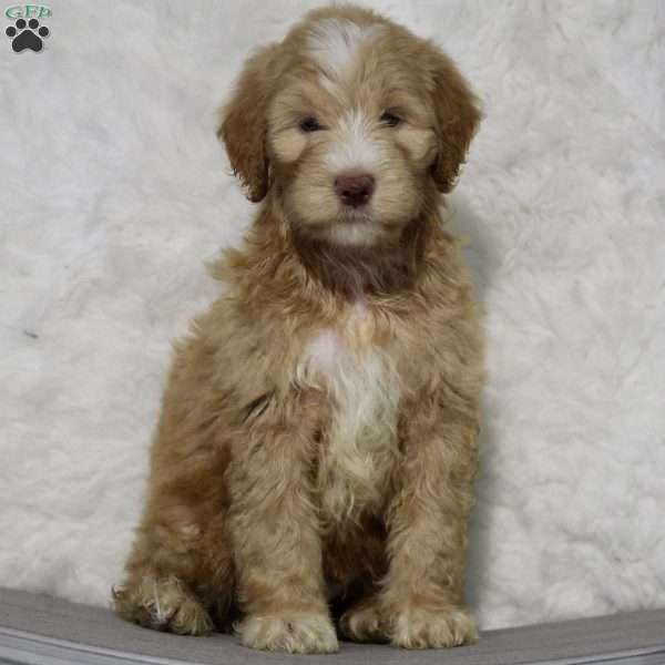 Alfred, Miniature Poodle Mix Puppy