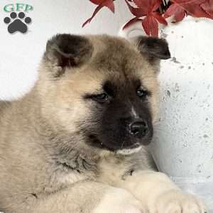 Caver, Akita Puppy