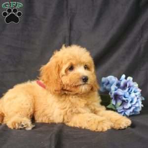 Dana, Golden Cavadoodle Puppy