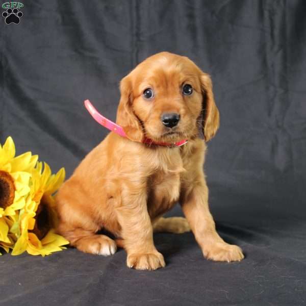 Monica, Miniature Golden Retriever Puppy