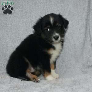 Bouncer, Miniature Australian Shepherd Puppy