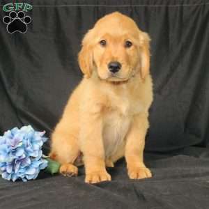 Bradley, Miniature Golden Retriever Puppy