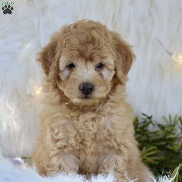 Richard, Mini Goldendoodle Puppy