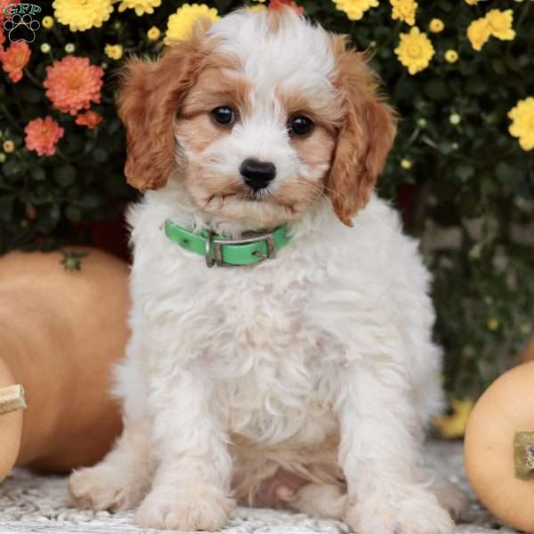 Joe, Cavapoo Puppy