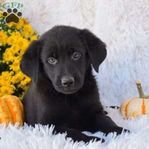 Macy, Golden Shepherd Puppy