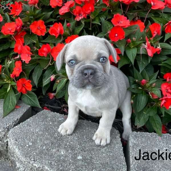 Jackie, French Bulldog Puppy