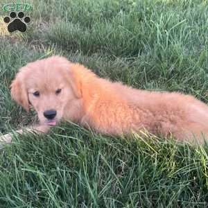 Ralph, Golden Retriever Puppy