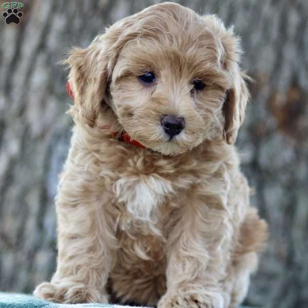 Wanda, Maltipoo Puppy